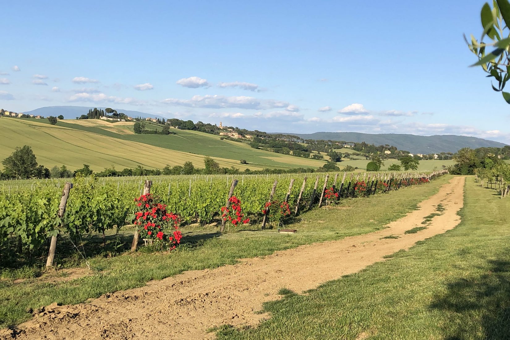 Vigneto nel mese di Maggio in piena crescita vegetale