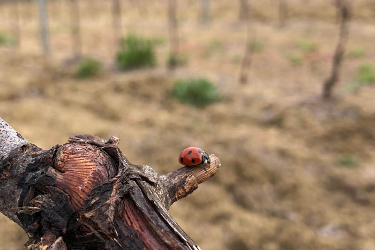 Sostenibilità - Tenuta dei Mori - Perugia, Umbria