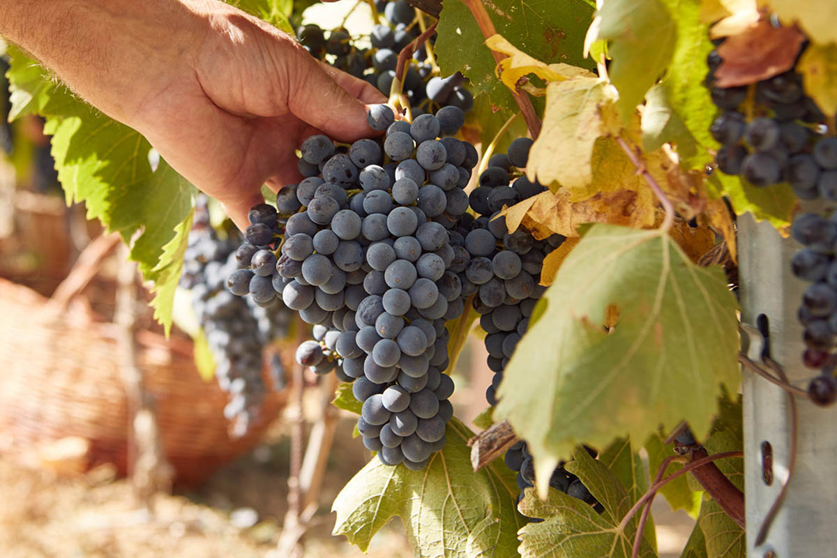 Grape and olive harvest near Perugia, Umbria