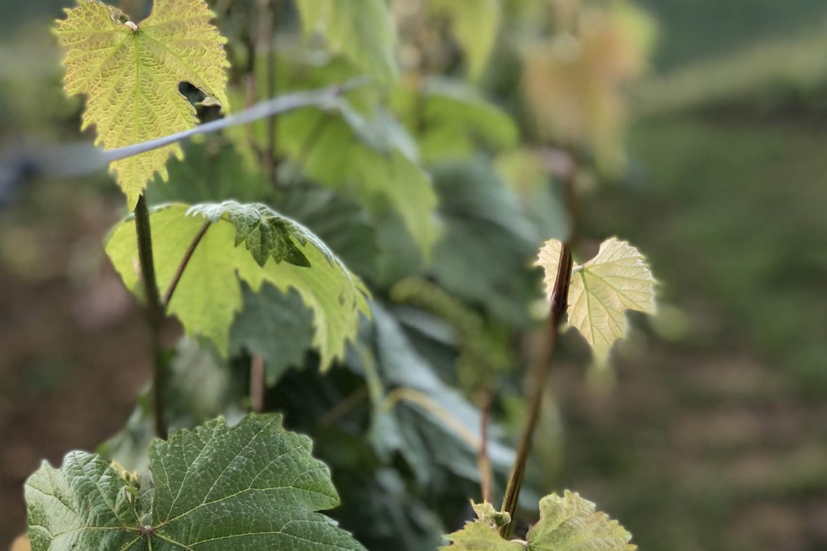 Vigneti - Tenuta dei Mori - Perugia, Umbria