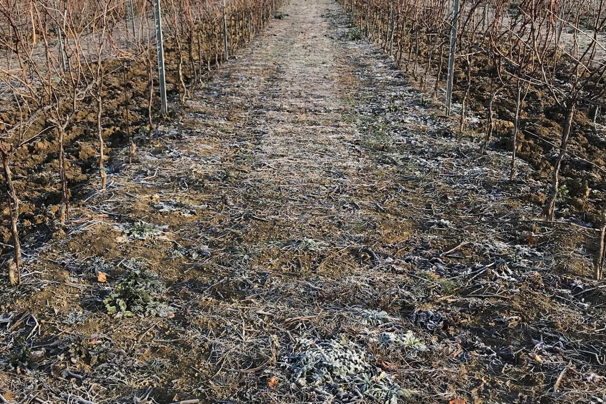 Vigneti - Tenuta dei Mori - Perugia, Umbria