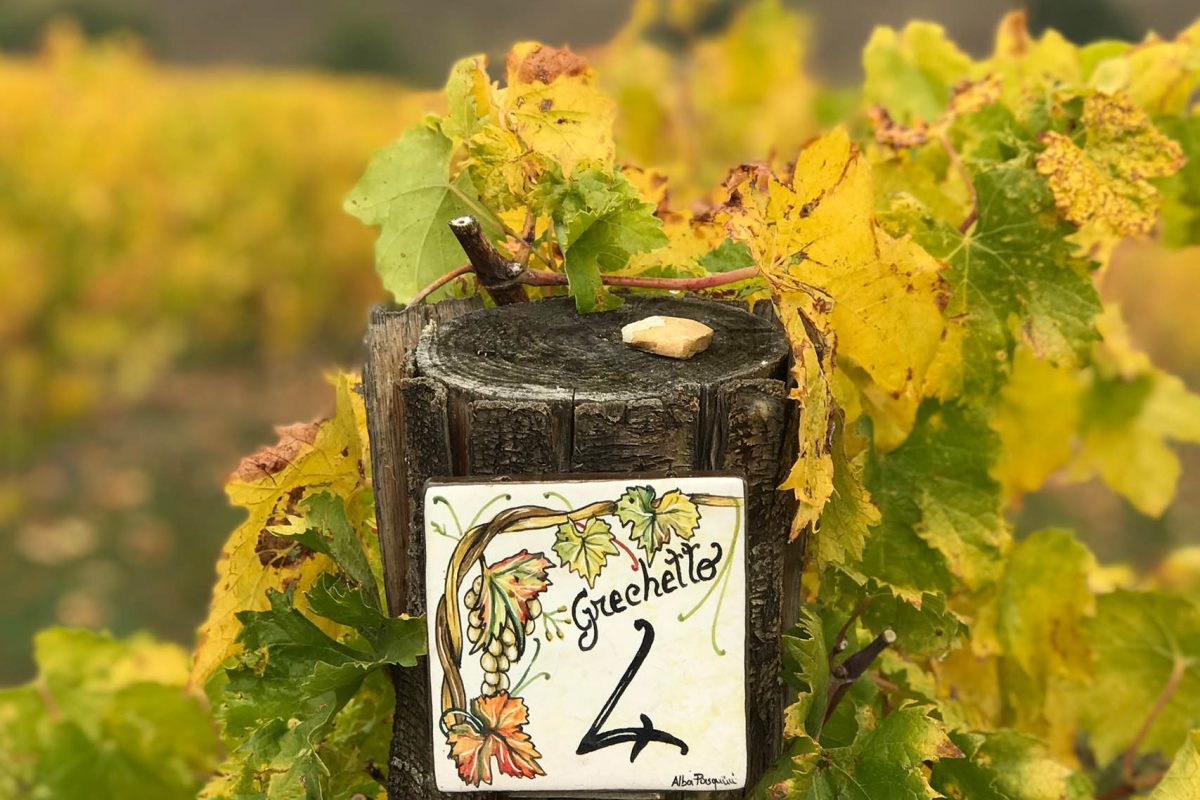 Vigneti - Tenuta dei Mori - Perugia, Umbria