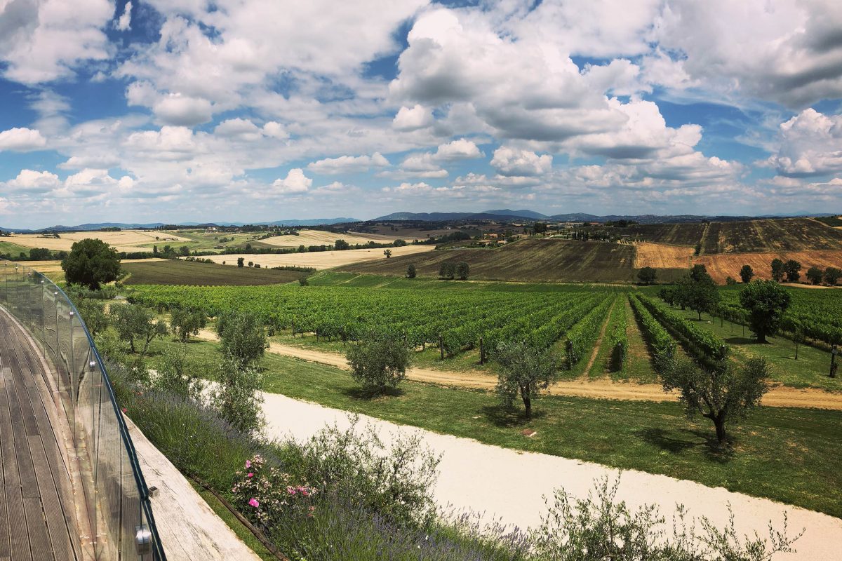 Verbena - Tenuta dei Mori - Perugia, Umbria